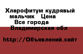 Хларофитум кудрявый мальчик › Цена ­ 30 - Все города  »    . Владимирская обл.